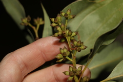 Eucalyptus propinqua