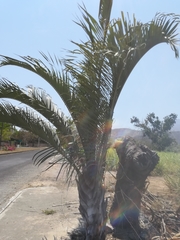 Dypsis decaryi