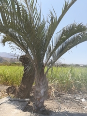 Dypsis decaryi