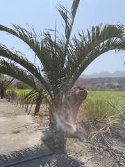 Dypsis decaryi