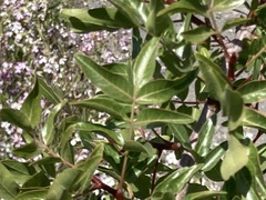 Pistacia atlantica