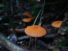 Fungi