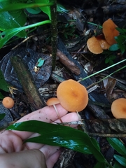 Fungi