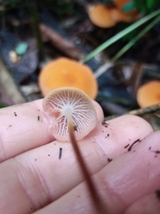 Fungi