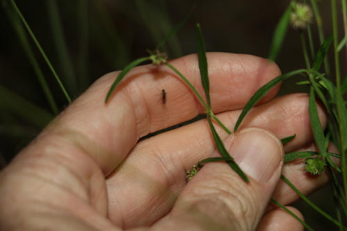 Image of Opercularia diphylla by (c) Greg Tasney, some rights reserved (CC BY-SA)