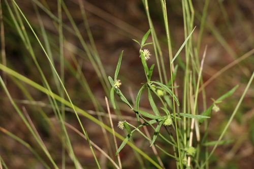 Image of Opercularia diphylla by (c) Greg Tasney, some rights reserved (CC BY-SA)
