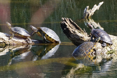 Trachemys scripta elegans