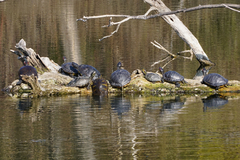 Trachemys scripta elegans