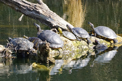 Trachemys scripta elegans