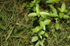 Dyschoriste depressa