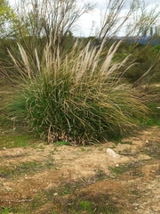 Cortaderia selloana
