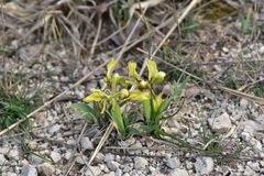 Iris adriatica