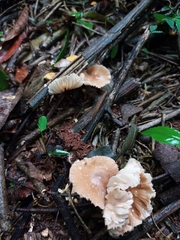 Fungi