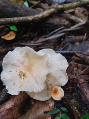 Fungi