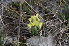 Iris adriatica