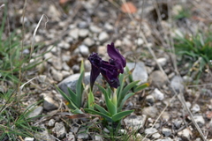 Iris adriatica