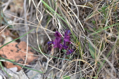 Iris adriatica