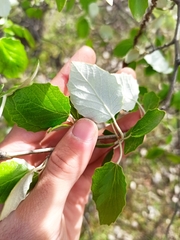 Populus alba