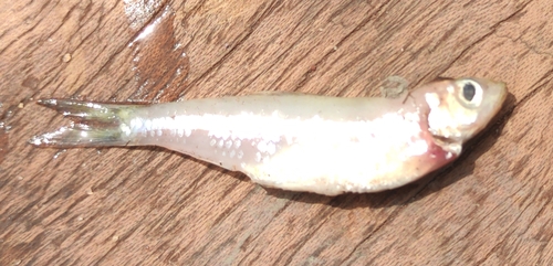 Smalltoothed pellonula (Pellonula leonensis) — Clupeidae — 5