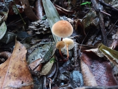 Fungi