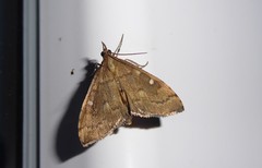 Mnesictena marmarina