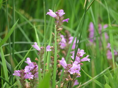 Physostegia ledinghamii