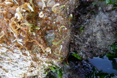 Asterina gibbosa