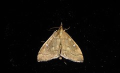Mnesictena marmarina