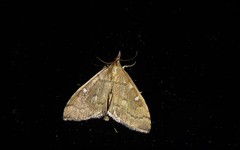 Mnesictena marmarina