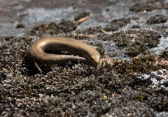 Chalcides bedriagai