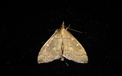 Mnesictena marmarina