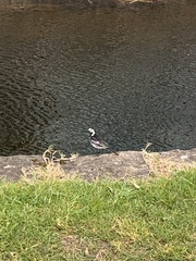 Motacilla alba yarrellii