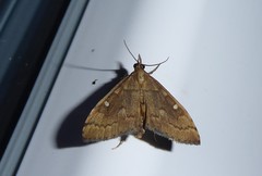 Mnesictena marmarina