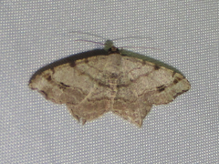 Macaria aequiferaria