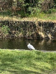 Chroicocephalus ridibundus