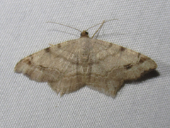 Macaria aequiferaria