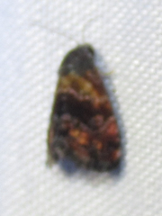 Tripudia flavofasciata