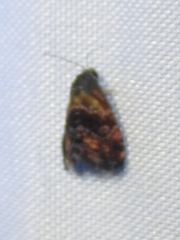 Tripudia flavofasciata