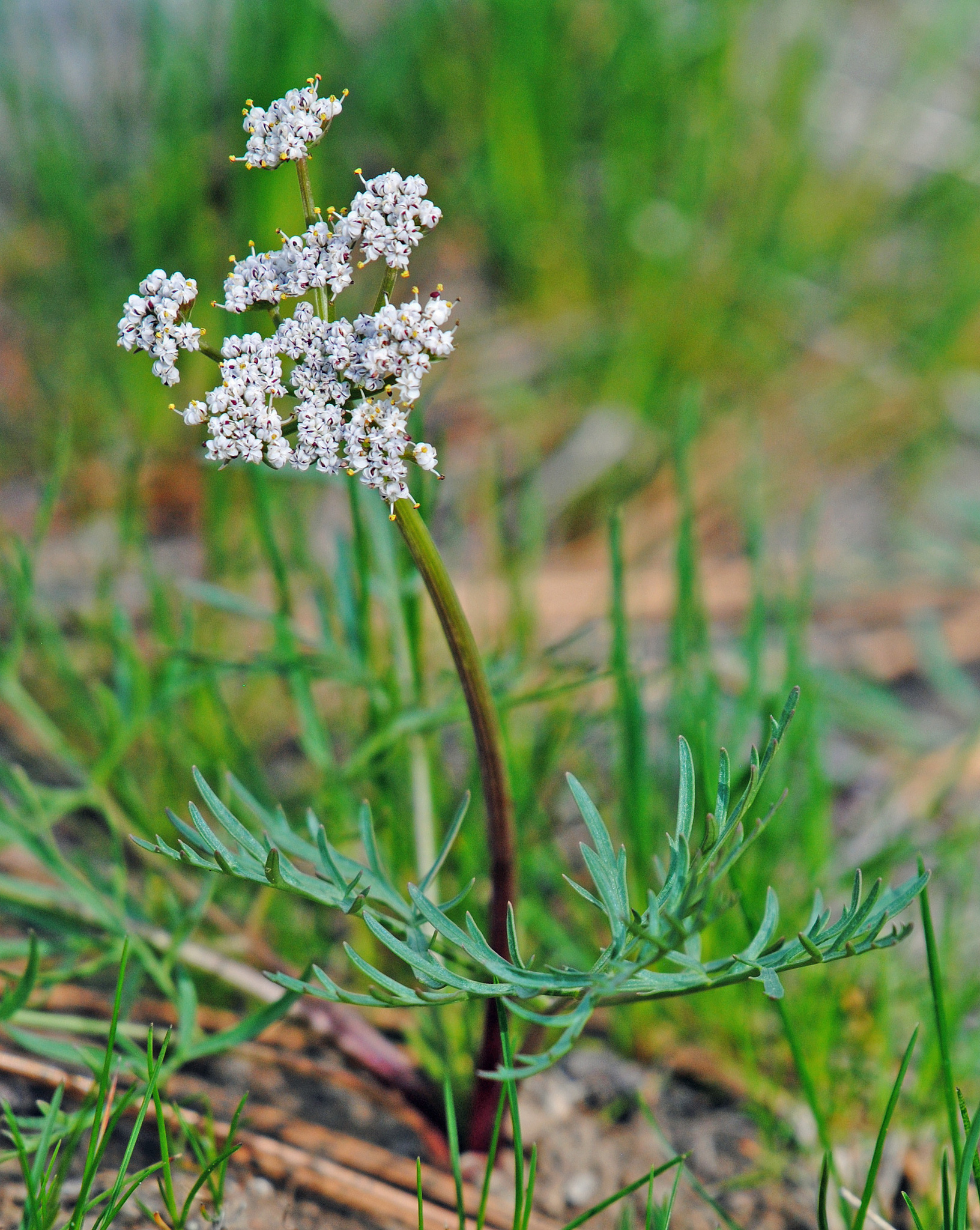 Lomatium geyeri