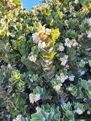 Arctostaphylos montaraensis