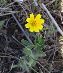 Amblyolepis setigera