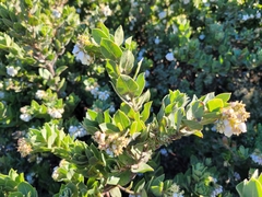 Arctostaphylos montaraensis