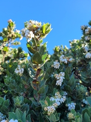 Arctostaphylos montaraensis