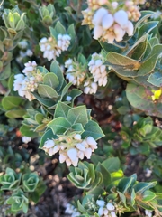 Arctostaphylos montaraensis