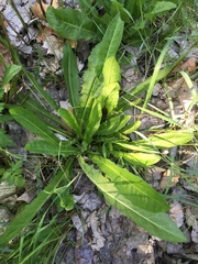 Lactuca canadensis