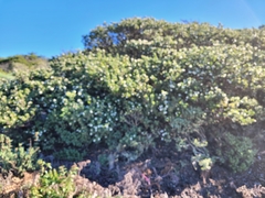 Arctostaphylos montaraensis