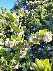 Arctostaphylos montaraensis