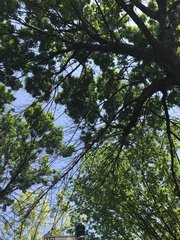 Fraxinus pennsylvanica