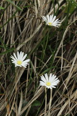 Aster bellidiastrum