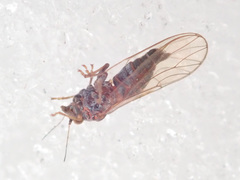Cacopsylla melanoneura